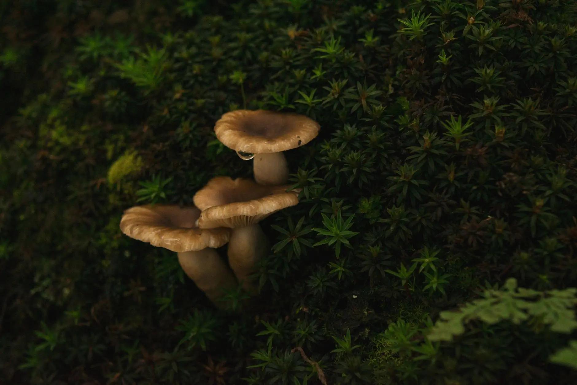 环氧彩砂与普通美缝剂性能对比及适用场景分析